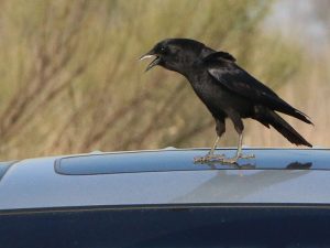 An American Crow on a car parked at the trail head.