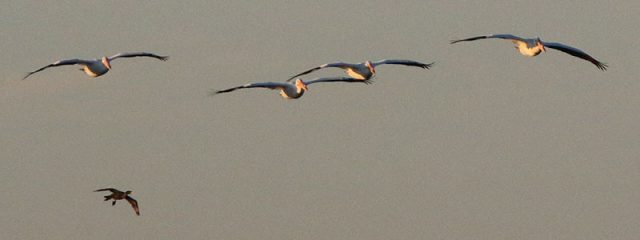 American White Pelican with a lone cormorant trailing behind.