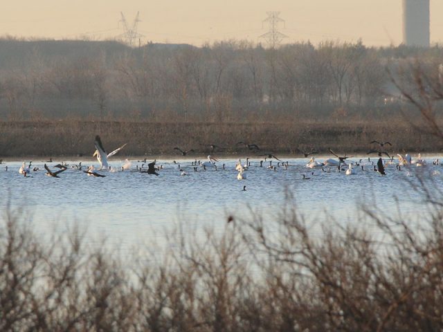 Cormorants and pelicans feeding together in the waters of Lewisville Lake.