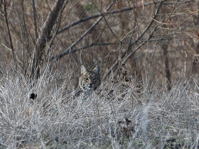 A Bobcat on patrol in the tall grass.