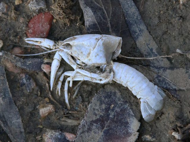 A crayfish skeleton—roughly one inch long.