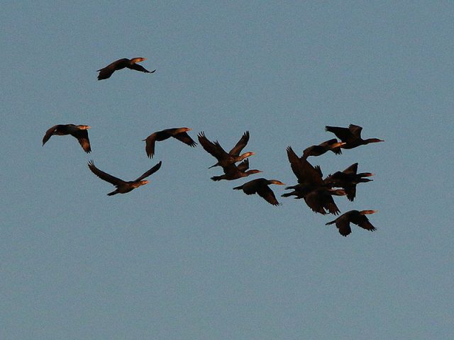 A formation of Double-crested Cormorants.