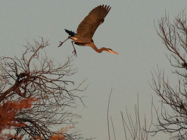 A Great Blue Heron leaps into the sky.