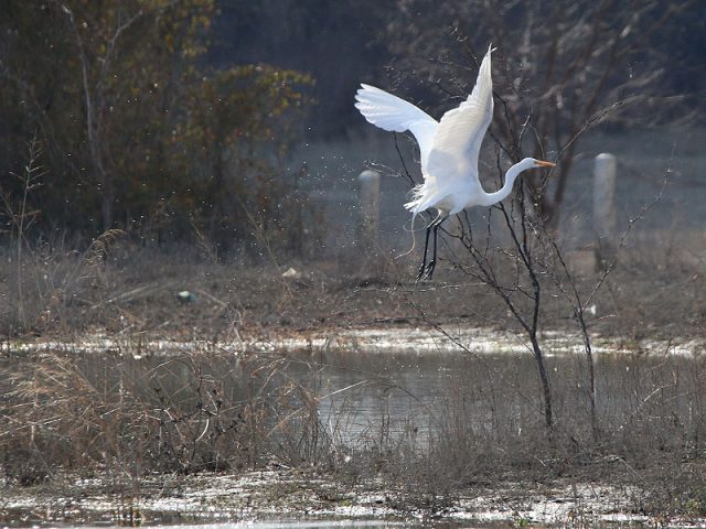 A Great Egret takes to the air!