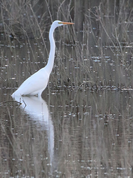A lone Great Egret in a serene setting.