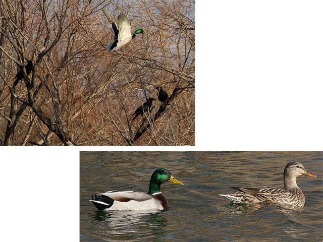 A lone Mallard flies by a murder of American Crows (top) .  A male and female Mallard swim together in a small pond (bottom).