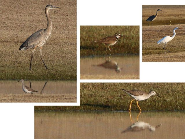 Clockwise from the top left... Great Blue Heron with a Greater Yellowlegs, a Killdeer, A Great Egret mirroring the behavior of the Great Blue Heron behind him, and a Greater Yellowlegs patrolling waterside.  