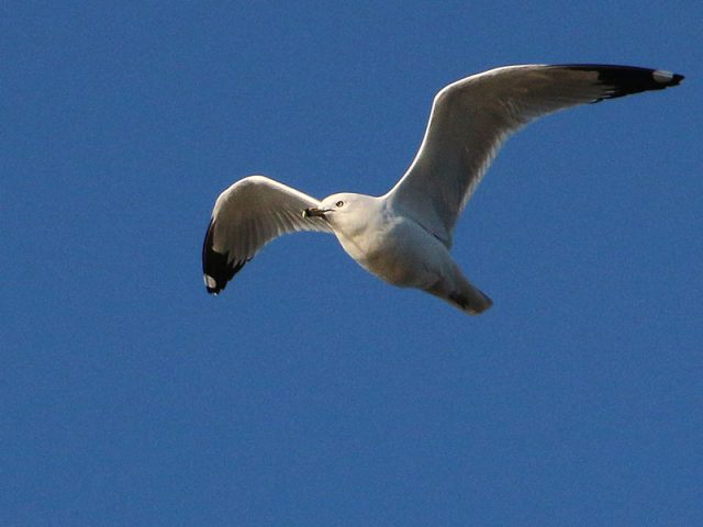 A ring-billed Gull in flight.