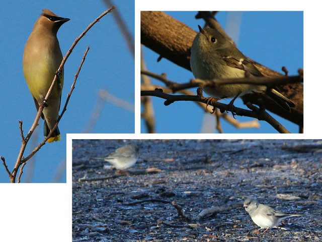Clockwise from the top... Cedar Waxwing, Ruby-crowned Kinglet, and Dark-eyed Juncos.