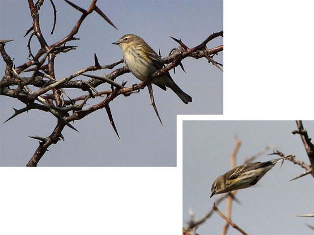 A Yellow-rumped Warbler diving from branch to branch.
