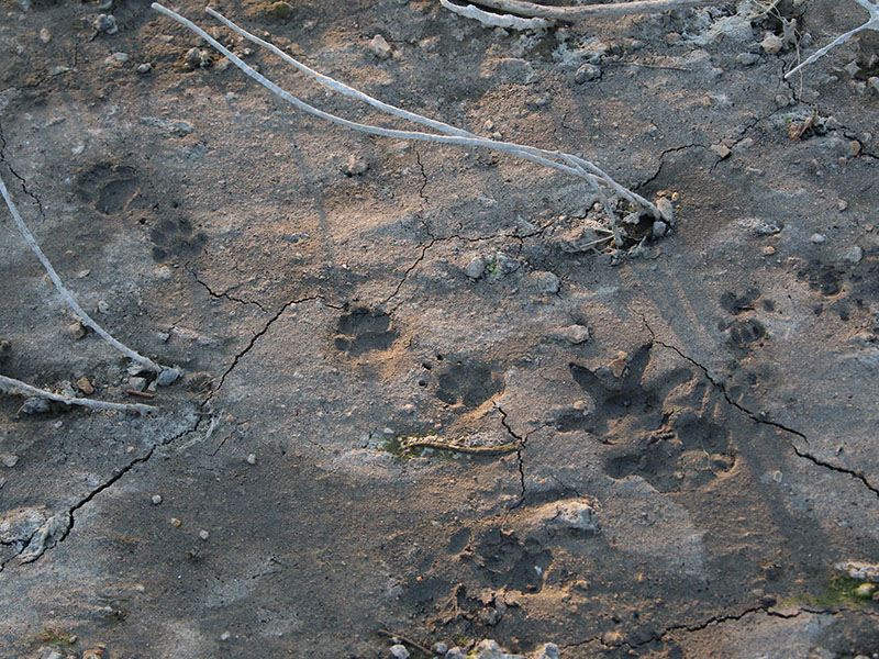 In this picture you can see the tracks of a Virginia Opossum, a Striped Skunk, and a wayward Fox Squirrel.