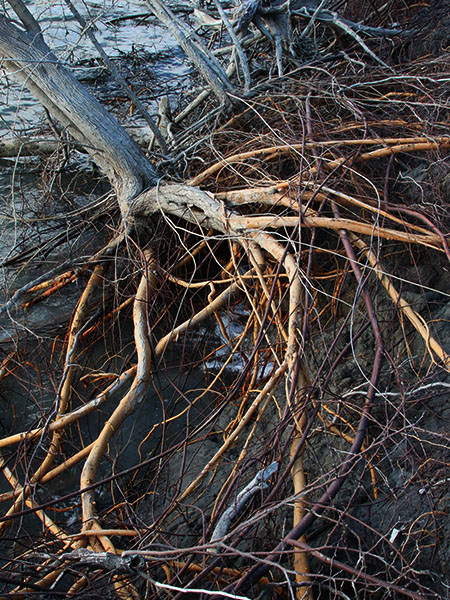 Roots exposed by the recent flooding.