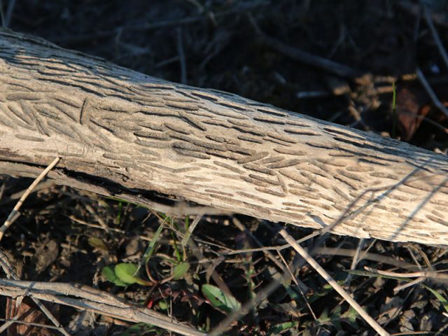 Odd driftwood.