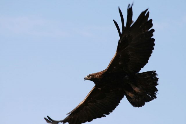 Golden Eagle - Wikimedia Commons