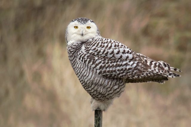 Snowy Owl - Wikimedia Commons