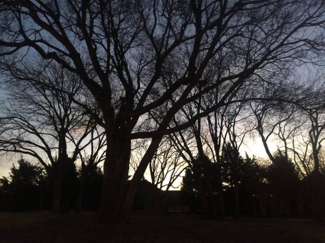 Our Park at Dawn—February 2016