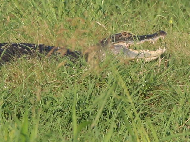 American Alligator—Lewisville, Texas
