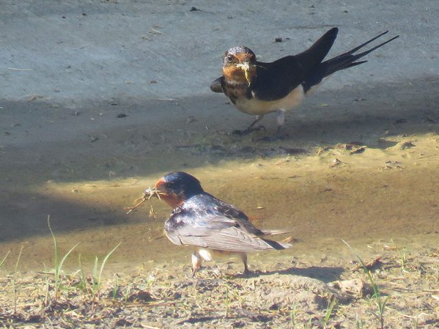 Barn Swallows collecting nesting materials—Carrollton, Texas.
