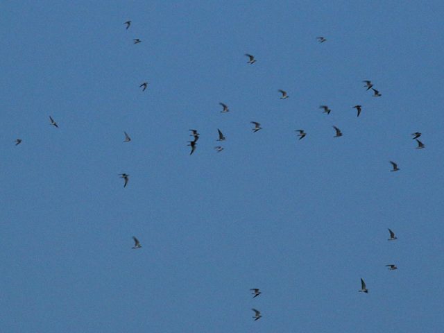Migrating Black Terns—Lewisville, Texas.