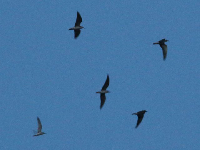 Black Terns flying with the Lewisville Least Terns.