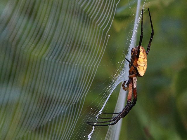 A huge Black and Yellow Garden Spider—Dallas, Texas