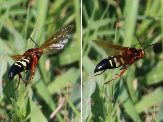The Cicada Killer—the three inch long wasp.  Lewisville, Texas
