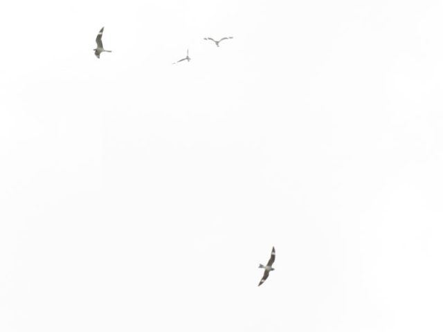 Migrating Common Nighthawks over The Colony, Texas.