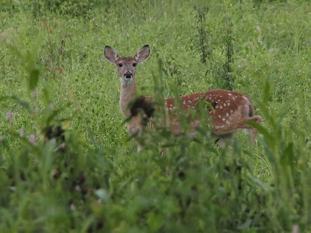 A second fawn.