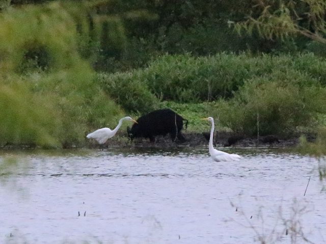A Feral Hog with a pair of Great Egrets.  The hog is being followed by a group of White-faced Ibis—Dallas, Texas.