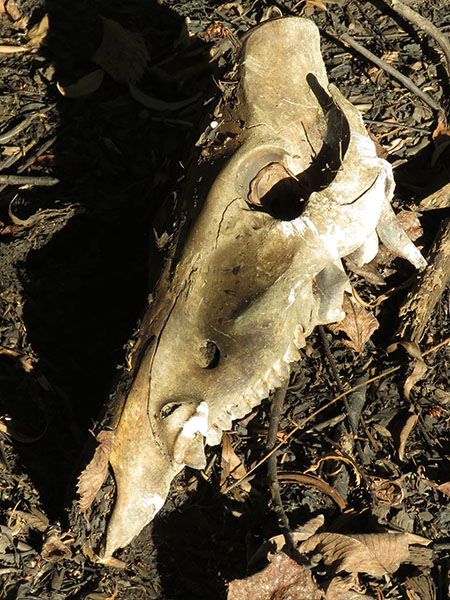Feral Hog skull—Denton, Texas.