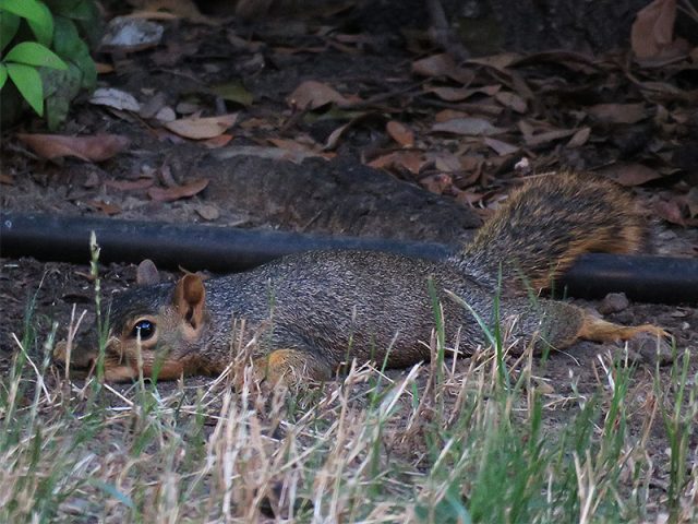 A Fox Squirrel trying to find relief from the summer heat—Carrollton, Texas.
