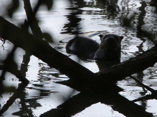 River Otter—Dallas, Texas