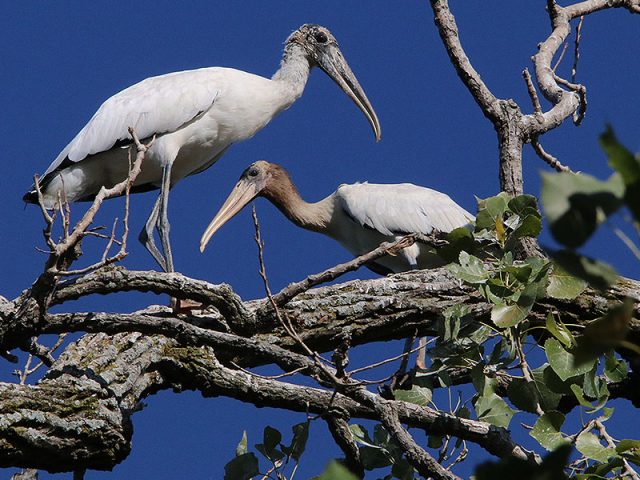 An adult Wood Stork (left) with a juvenile (right).  Dallas, Texas
