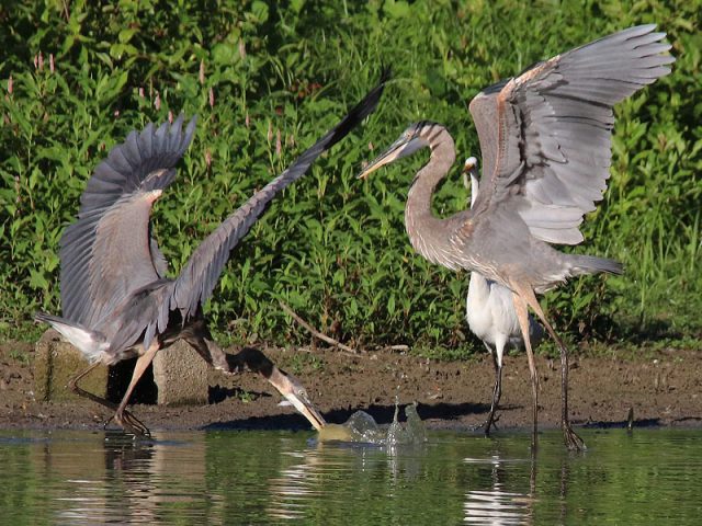 Great Blue Herons sparring over a fish—Dallas, Texas.