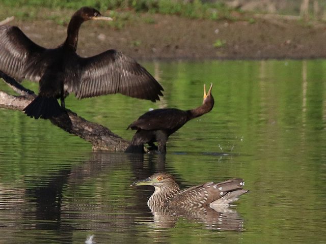 A juvenile Black-crowned Night Heron swimming like a duck.  Cormorants in the background.  Dallas, Texas