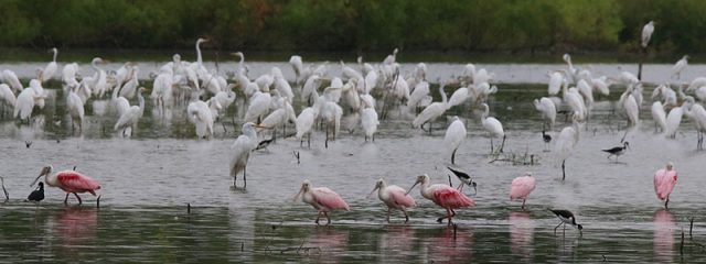 Roseate Spoonbills in a lake full of wading birds.  Dallas, Texas