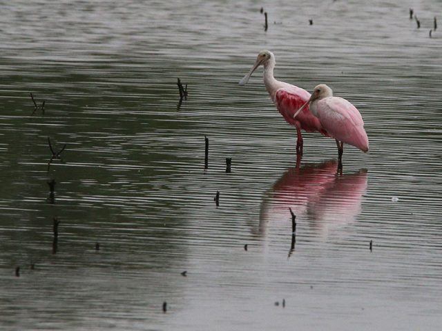 Roseate Spoonbills just a few short miles from downtown Dallas.