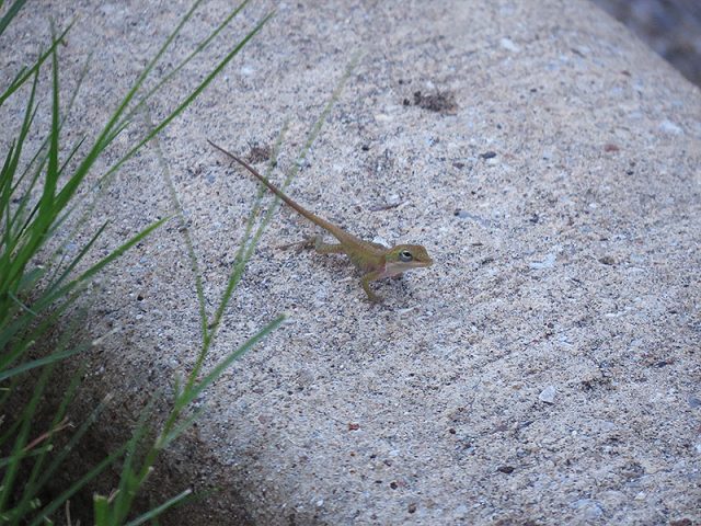 A hatchling Green Anole... maybe two inches long, including the tail.  Carrollton, Texas.
