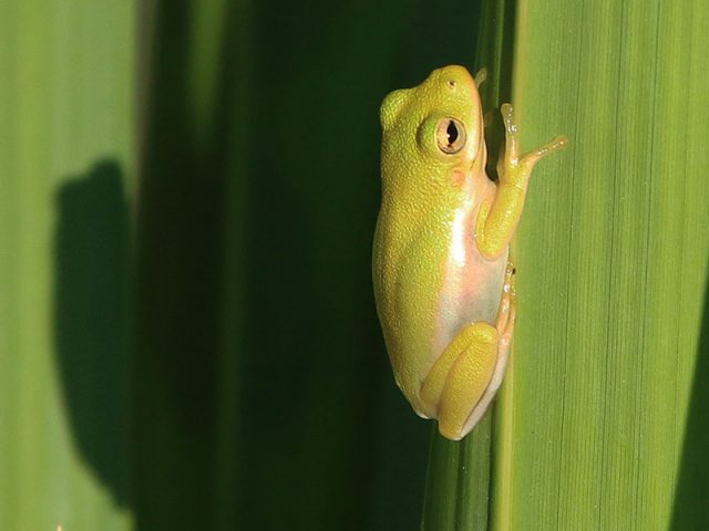 Green Tree Frog—Dallas, Texas.