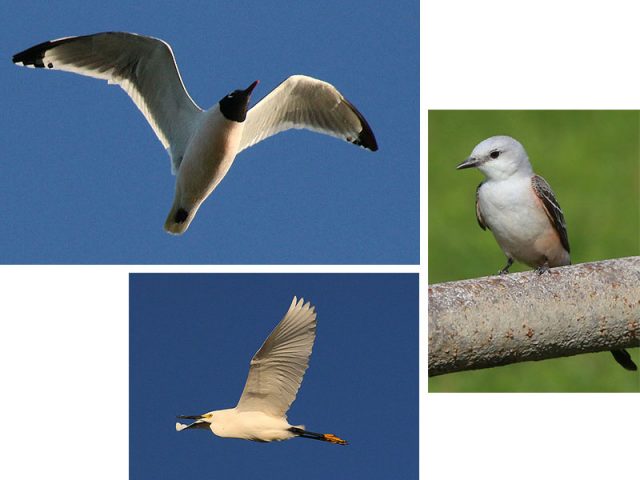 Clockwise starting at the top—Franklin's Gull, and early summer Scissor-tailed Flycatcher, and a Snowy Egret—Hickory Creek, Texas.