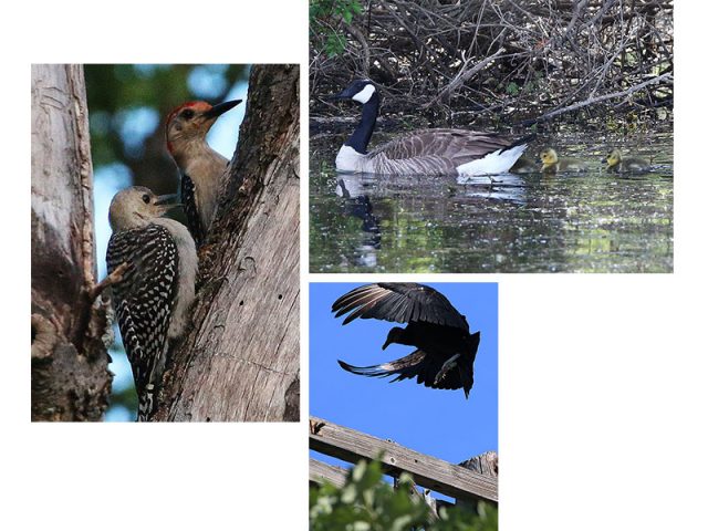 Red-bellied Woodpecker with juvenile, Canada Goose with goslings, and a Black Vulture—Hickory Creek, Texas.