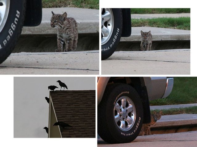 A pair of Bobcat kittens emerging from a storm drain in a Carrollton subdivision.  Their sudden appearance was very upsetting to the resident American Crows.  Mom Bobcat showed up just before sunset.