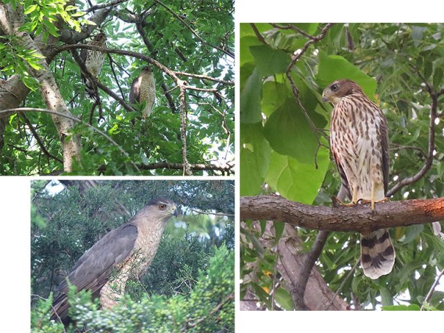 Cooper's Hawks in Carrollton, Texas.  Clockwise from the top—Mom and newly fledged juvenile, the juvenile Cooper's Hawk, the adult male.