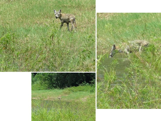 A Coyote stopping for a drink on a hot July afternoon—Lewisville, Texas.