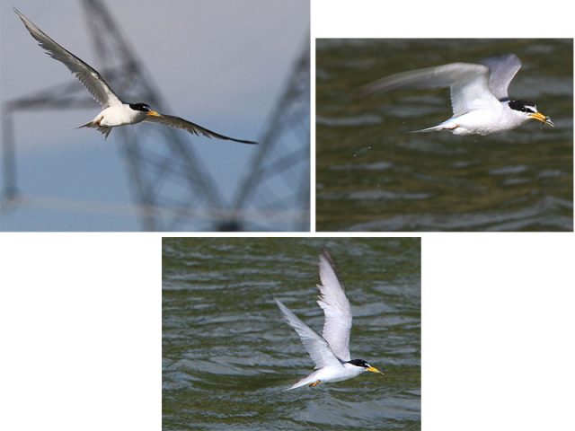 Least Tern over Lewisville.  One of my favorite sightings of the summer.