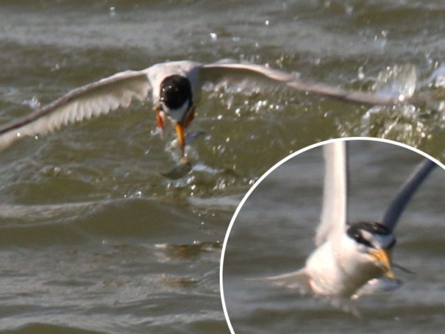 This Least Tern somehow manages to pluck TWO little fish from the water in one dive!
