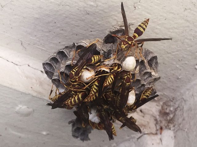 Paper Wasp in Lewisville, Texas.