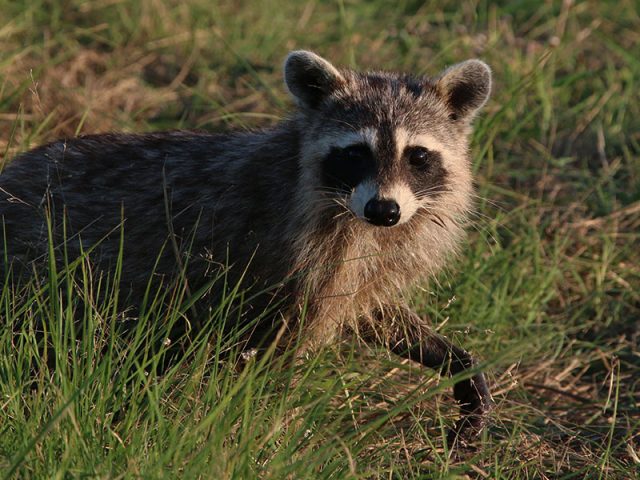 Raccoon—Lewisville, Texas.