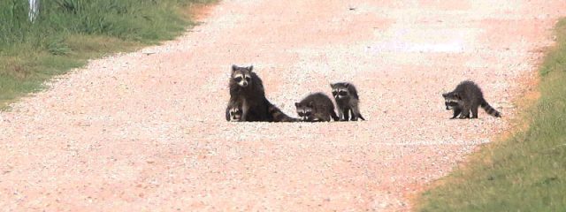 A Raccoon family patrolling Lewisville, Texas.