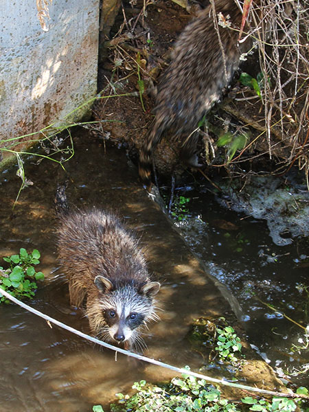Juvenile Raccoons playing in the water.